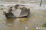 Nationaal Park Oosterschelde