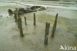 Nationaal Park Oosterschelde