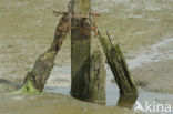 National Park Oosterschelde