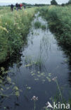 Nationaal Park Weerribben-Wieden