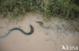 Reticulate python (Python reticulatus)