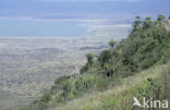 Ngorongoro National Park