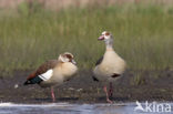 Egyptian Goose (Alopochen aegyptiaca)