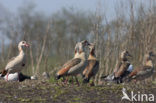 Egyptian Goose (Alopochen aegyptiaca)