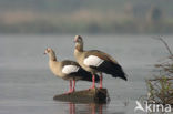 Egyptian Goose (Alopochen aegyptiaca)