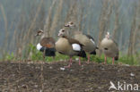 Egyptian Goose (Alopochen aegyptiaca)