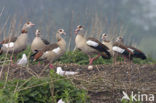 Egyptian Goose (Alopochen aegyptiaca)