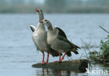 Egyptian Goose (Alopochen aegyptiaca)