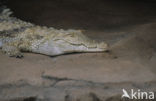 Nijlkrokodil (Crocodylus niloticus)