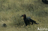 Noordelijke hoornraaf (Bucorvus abyssinicus)