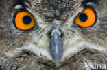 Eurasian Eagle-Owl (Bubo bubo)