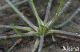 Oeverkruid (Littorella uniflora) 