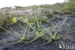 Shoreweed (Littorella uniflora)