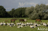 Ooievaar (Ciconia ciconia)