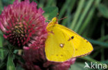 Oranje luzernevlinder (Colias croceus)