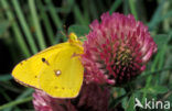 Oranje luzernevlinder (Colias croceus)