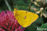 Oranje luzernevlinder (Colias croceus)