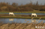 Paard (Equus spp)