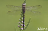 Migrant Hawker (Aeshna mixta)