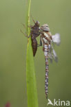 Migrant Hawker (Aeshna mixta)