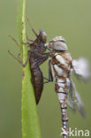 Migrant Hawker (Aeshna mixta)
