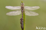 Migrant Hawker (Aeshna mixta)