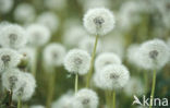 Paardenbloem (Taraxacum vulgare)