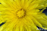 Dandelion (Taraxacum spec.)