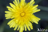 Paardenbloem (Taraxacum spec.)