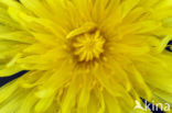 Dandelion (Taraxacum spec.)