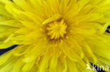 Paardenbloem (Taraxacum spec.)