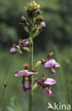 Paarse moerasorchis (Eulophia horsfallii)