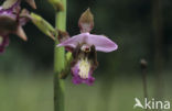 Paarse moerasorchis (Eulophia horsfallii)