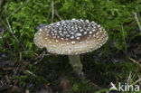 Panther mushroom (Amanita pantherina)
