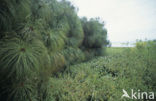 Papyrus (Cyperus papyrus)