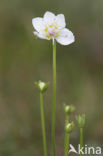 Parnassia (Parnassia palustris) 