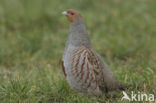 Grey Partridge (Perdix perdix)