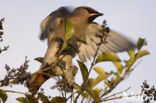 Pestvogel (Bombycilla garrulus)