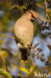 Bohemian Waxwing (Bombycilla garrulus)