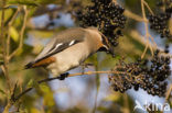 Bohemian Waxwing (Bombycilla garrulus)