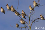 Bohemian Waxwing (Bombycilla garrulus)