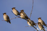 Bohemian Waxwing (Bombycilla garrulus)