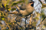 Bohemian Waxwing (Bombycilla garrulus)