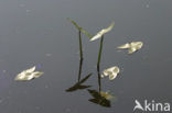Pijlkruid (Sagittaria sagittifolia)