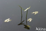 Arrowhead (Sagittaria sagittifolia)