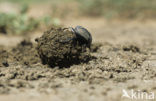 Dung beetle