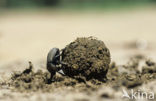 Dung beetle