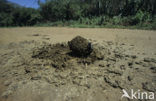 Dung beetle