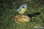 Blue Tit (Parus caeruleus)