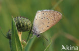 Scarce Large Blue (Maculinea teleius)